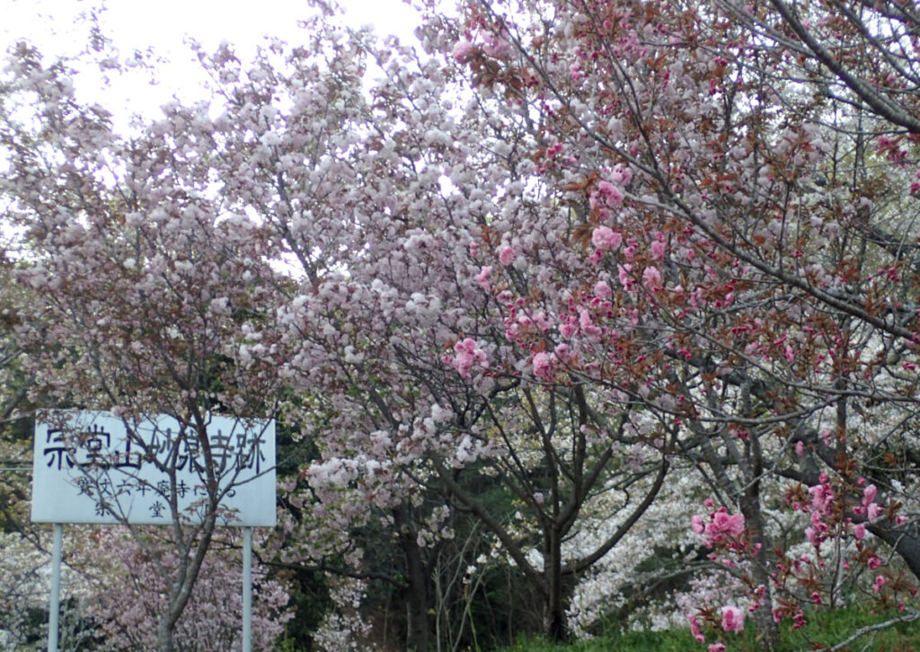 妙泉寺跡に植えられた色々な品種の桜