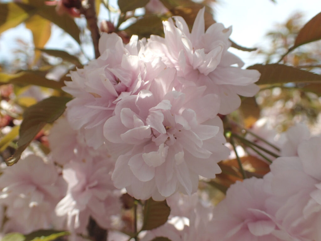 宗堂桜の花