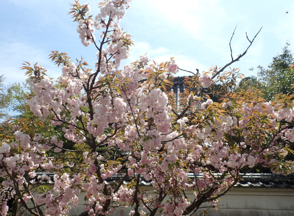 妙泉寺跡に咲く宗堂桜