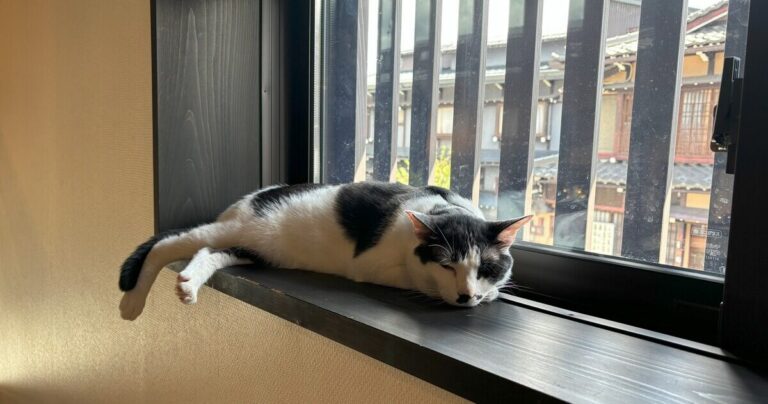 人も猫も幸せになれる未来を目指して。「猫の月さくらやま」の思いとは