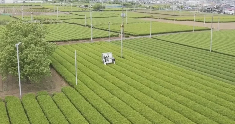 「池乃屋園」の伝統と革新が織りなす、狭山茶の魅力を極めた逸品！｜埼玉県入間市 ＜前編＞