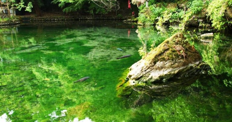 日本名水百選の水で驚きの透明度？関東版モネの池と称される美しい出流原弁天池