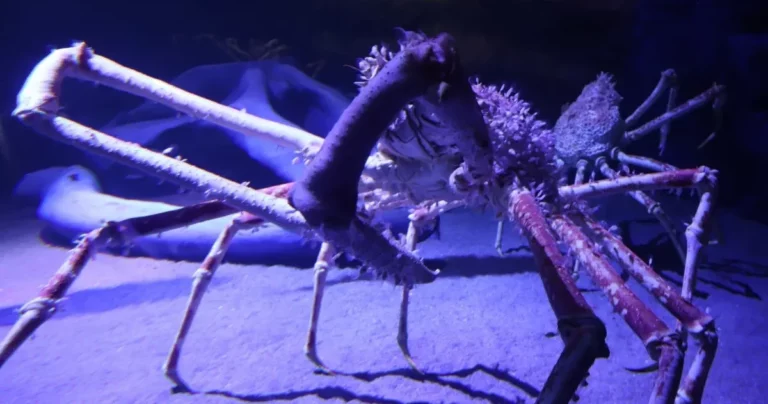 愛知県蒲郡市｜リニューアル後の『竹島水族館』を取材！さらに広がった深海の世界【前編】