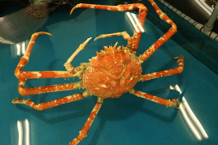 小さくてもインパクトは特大！愛知県蒲郡市『竹島水族館』【後編】