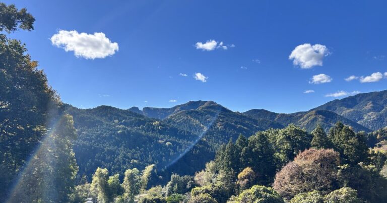 紅葉と天然記念物冬桜の共演を楽しみに桜山公園へ