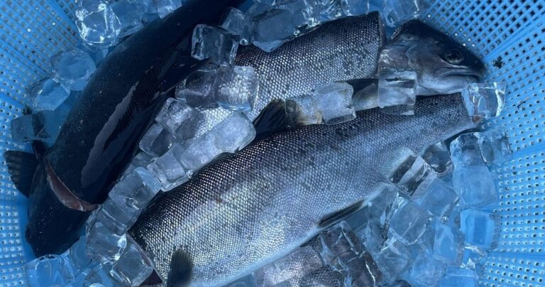 豊富な地下水でびわ湖の宝石を養殖・加工|長浜市『テラダ水産』