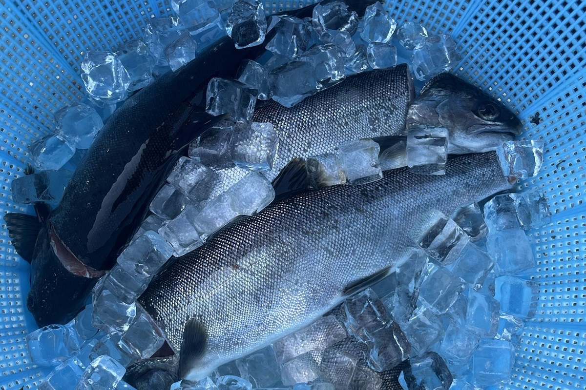 豊富な地下水でびわ湖の宝石を養殖・加工｜長浜市『テラダ水産』 | 地域創生メディア Mediall（メディアール）