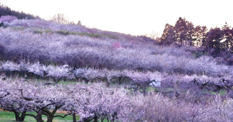 春のおでかけは「群馬三大梅林」へ！梅の産地群馬の絶景花スポット