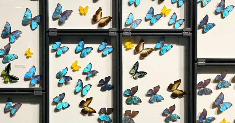 博物館の挑戦を応援しよう！昆虫展示を640点増やしたい！｜生命の星・地球博物館