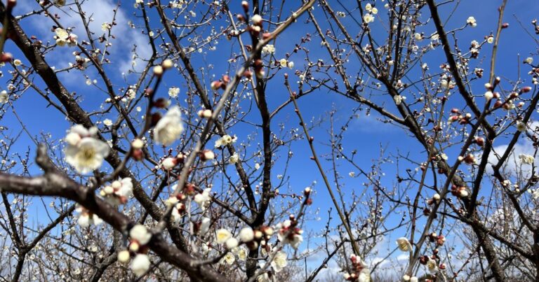 県内最大級の梅林！佐布里池梅まつりで春の訪れを感じませんか｜愛知県知多市