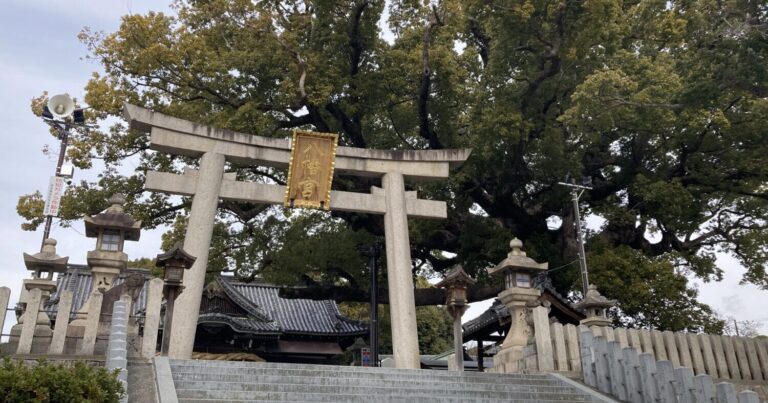 大きな楠に圧倒される百舌鳥八幡宮に出かけよう｜大阪府堺市