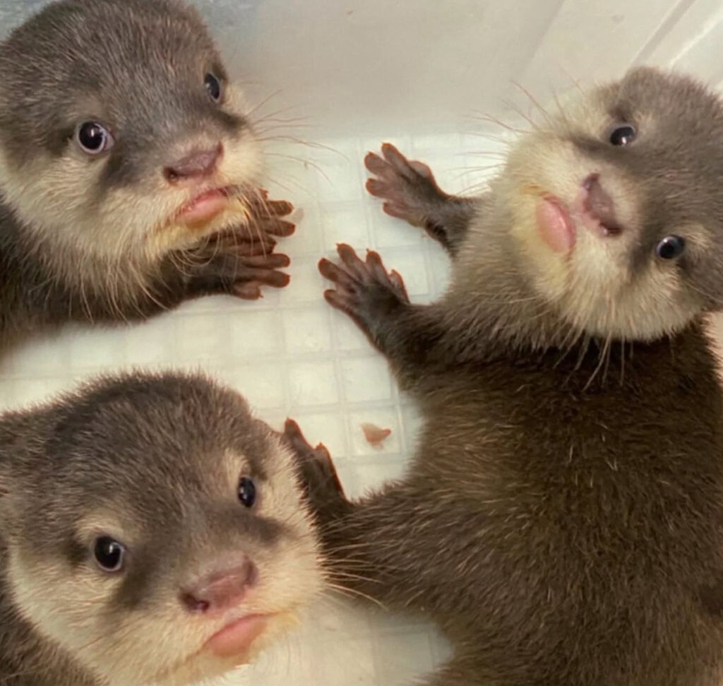 コツメカワウソの子どもたち