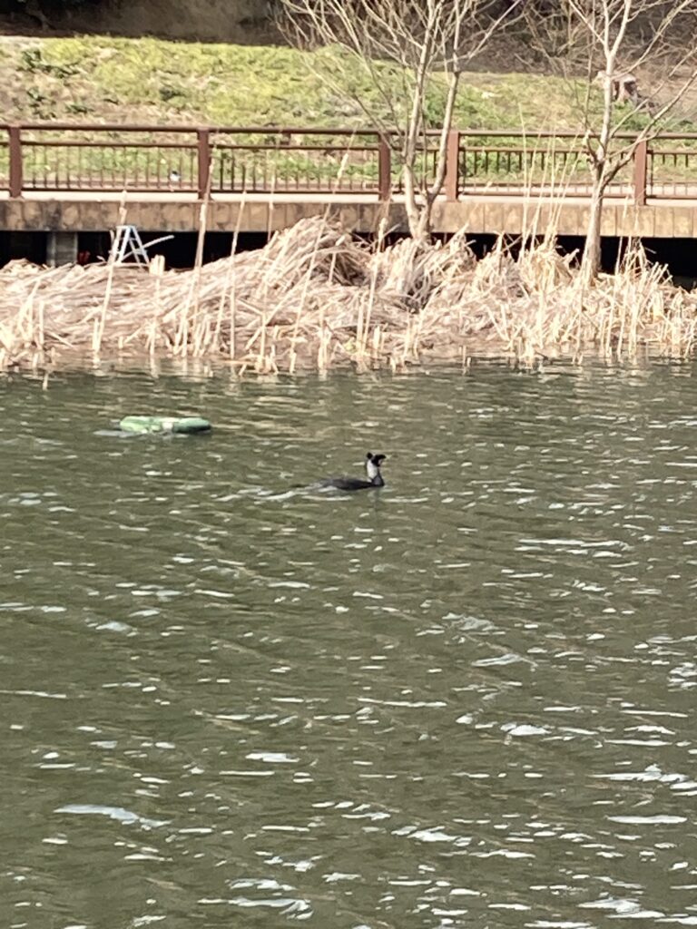 緑と水で癒される「小松島公園」をのんびり散策|お子さん連れでも楽しめます