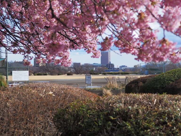 【群馬の河津桜】春の訪れを感じに満開の名所を巡る