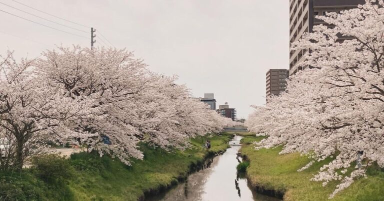 出雲市駅から徒歩3分！忙しいあなたに行ってほしい赤川桜並木の6つの魅力