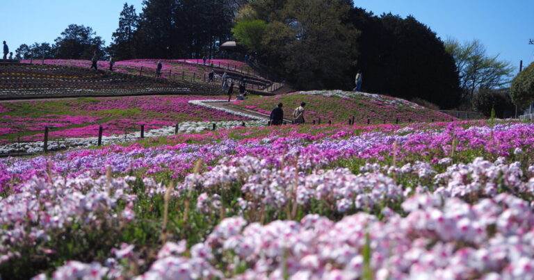 【みさと芝桜公園】首都圏から車で約1時間半!群馬へフォトジェニックな観光はいかが?|群馬県高崎市