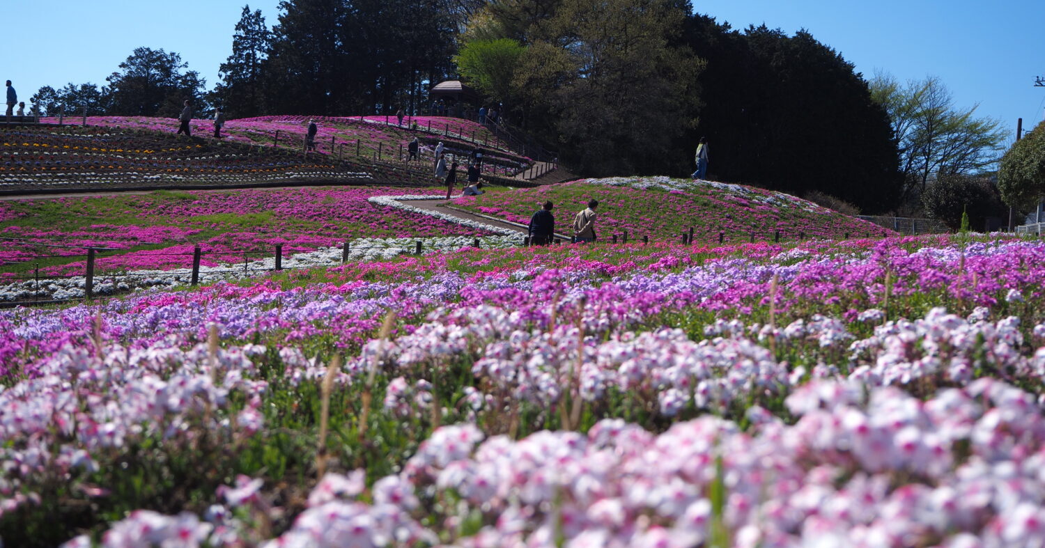 芝桜　ロミオ様ご確認用です♪ FtmZ2Mmz8lCGtlxLzvQ7.jpg