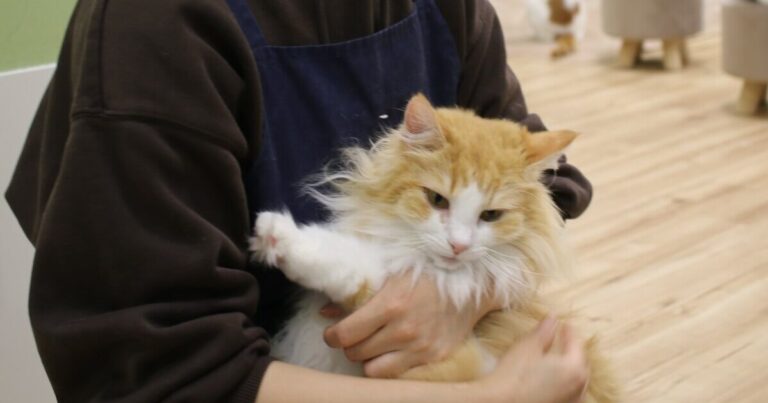 この世から保護猫をなくしたい!滋賀県長浜市の保護猫カフェ『にゃんずはうす』の願い