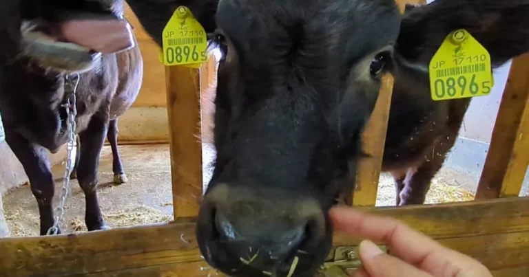 【新温泉町】但馬牛と触れ合い、羊の毛刈り！ピザ作り！家族で楽しむ但馬牧場公園