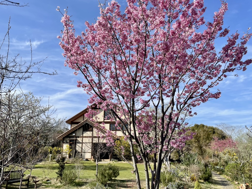 桜