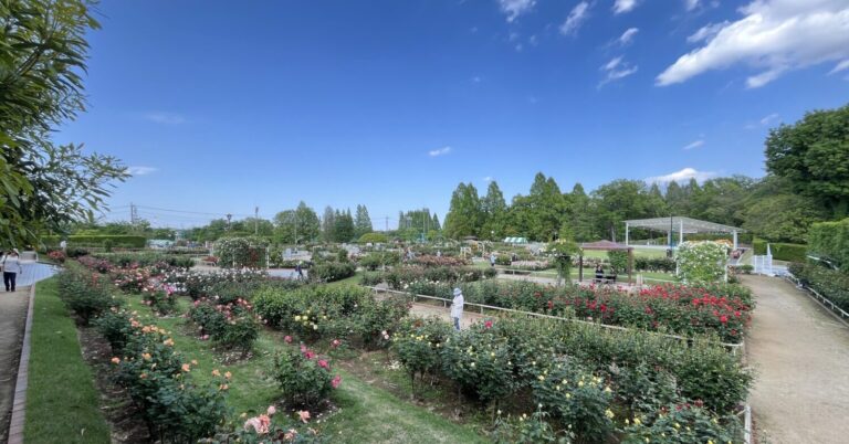 埼玉県伊奈町でバラまつり2025開催中！400種5,000株の花々を見に行こう