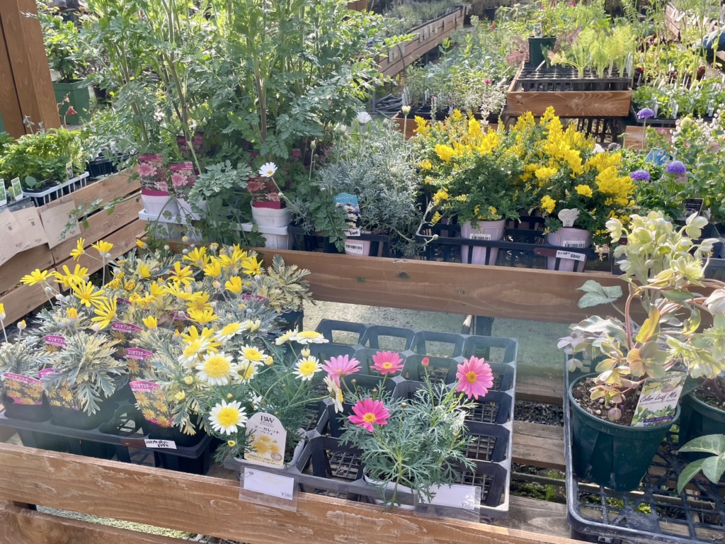 各種花の苗
