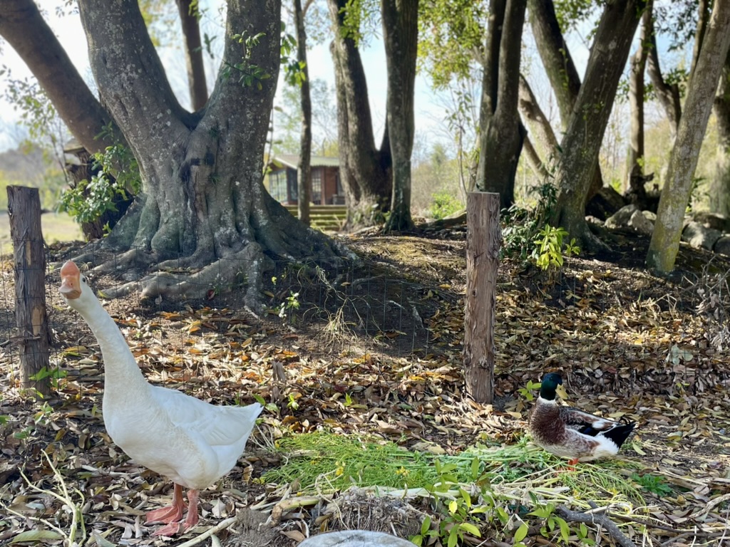 ガチョウとカモ