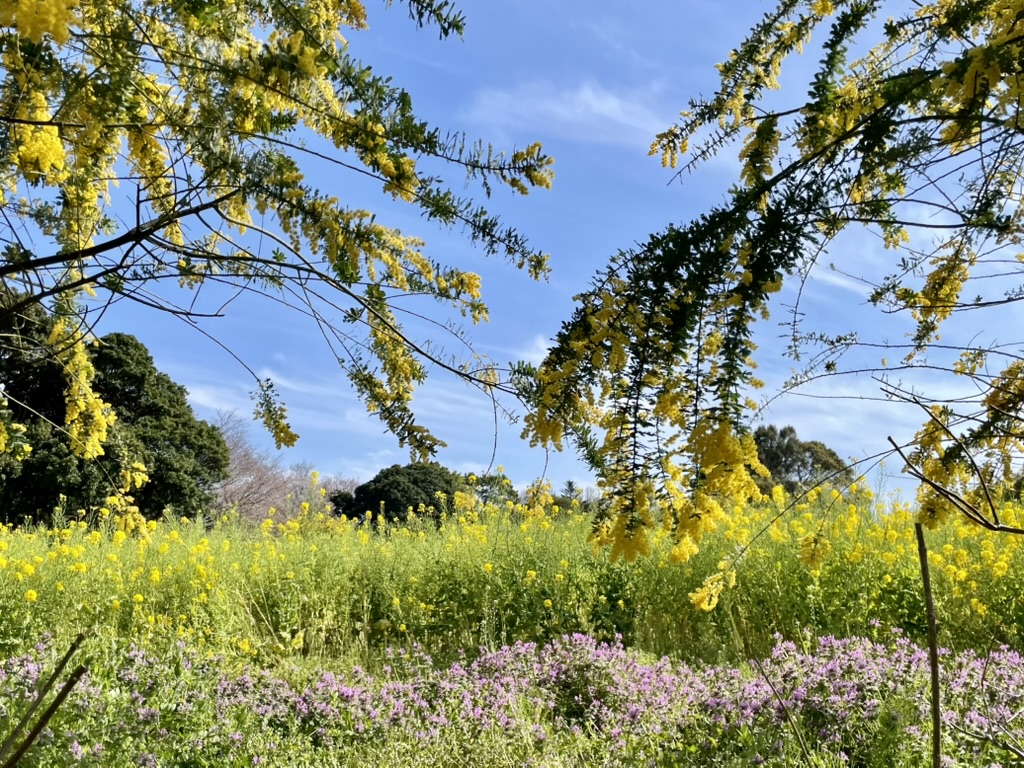 菜の花とミモザ