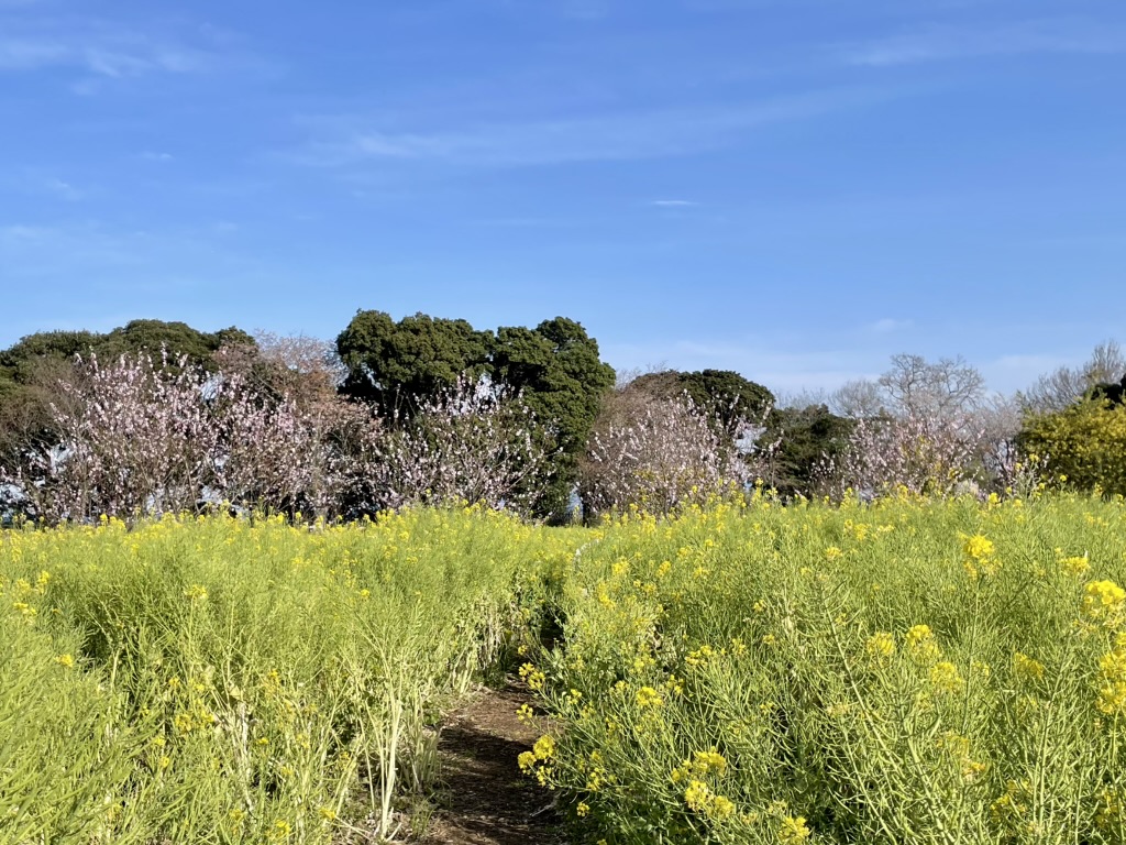 菜の花の道と桜