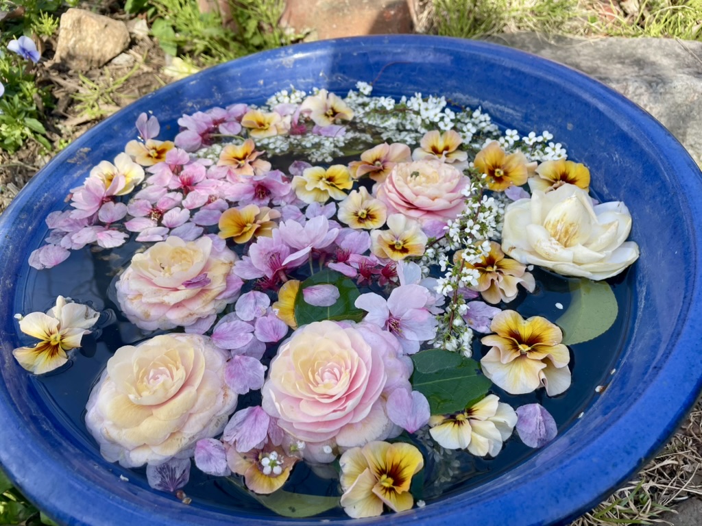 水面に浮かぶ薔薇の花
