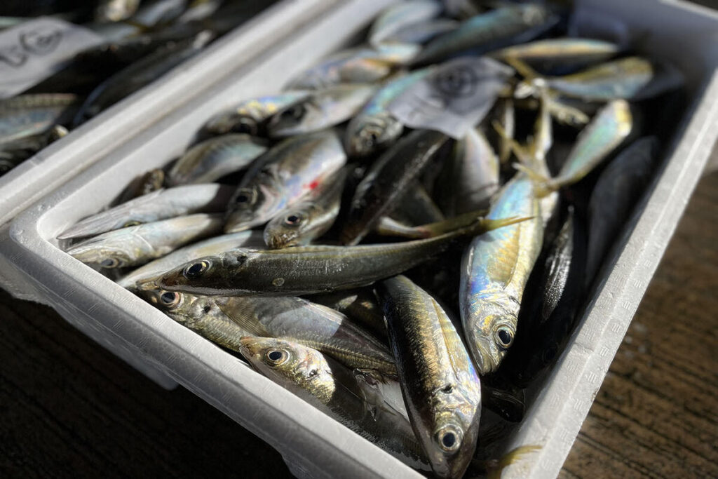 魚