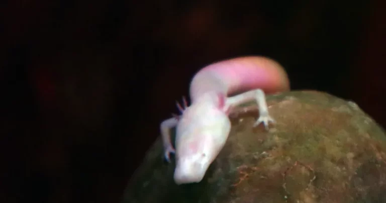 日本でここだけの生き物も！碧南海浜水族館で注目したい展示を解説【後編】｜愛知県碧南市