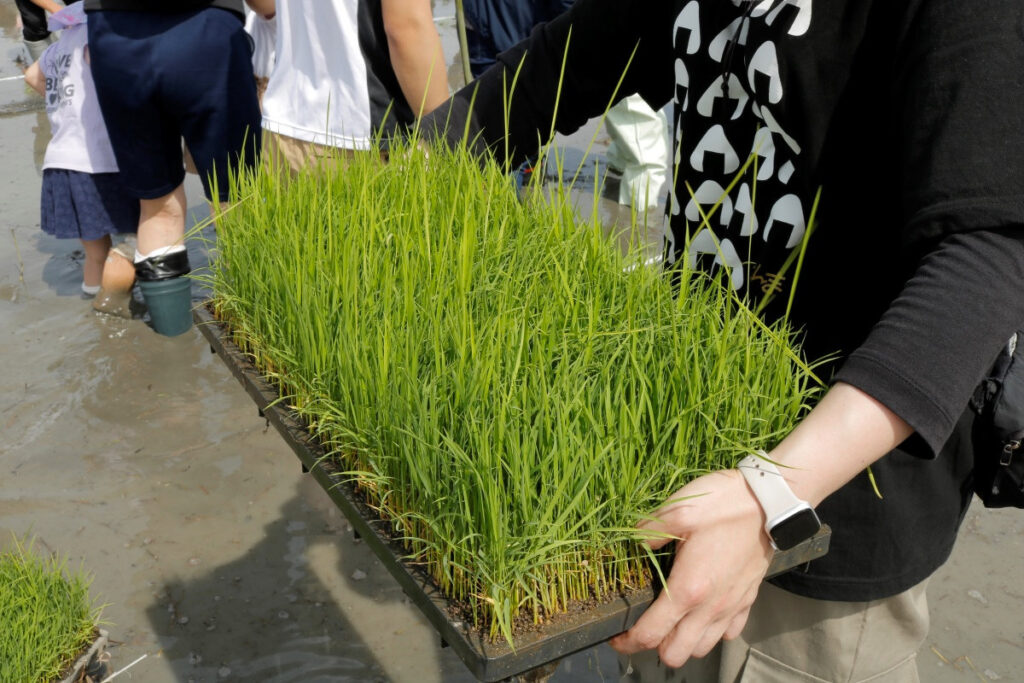 てつじの酒ー2025年5月田植えイベント:苗を運ぶスタッフさん
