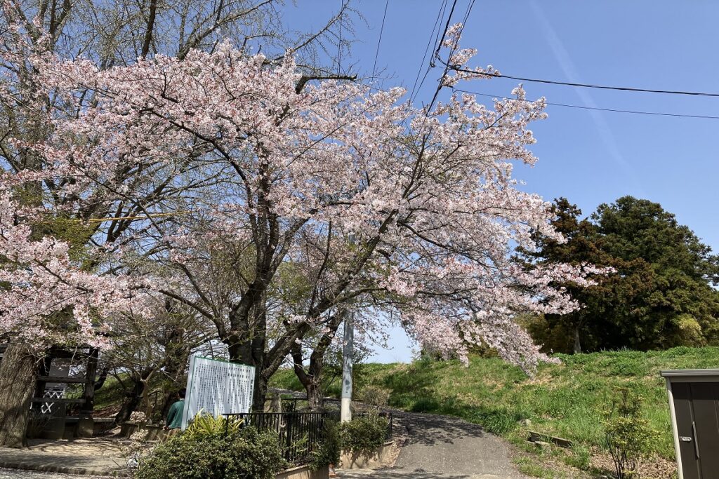 入口にある立派な桜