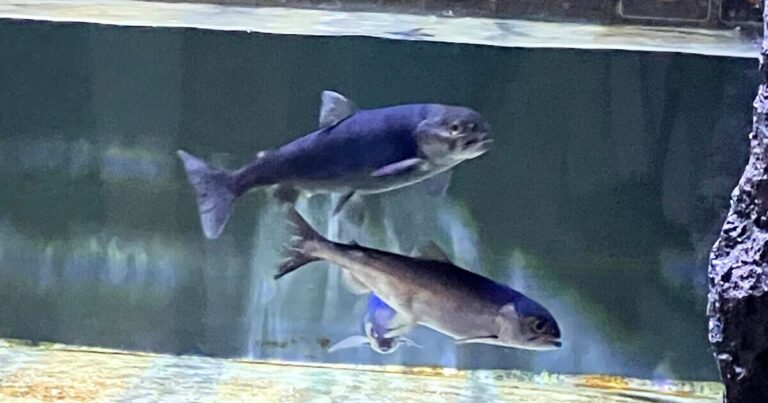 【山梨・西湖】幻の魚に会いに行こう!「クニマス展示館」で奇跡の物語にふれる旅