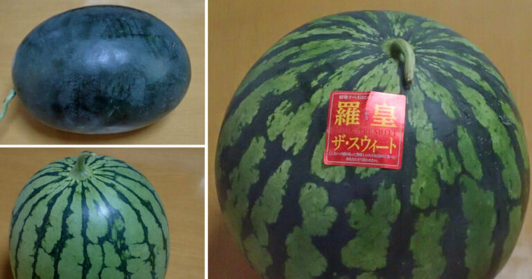 【2025年最新】牛窓にあるみどりの屋根のすいか屋さんが系統維持してきた品種『黒すいか』を食べてみた！