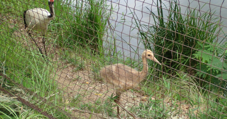 岡山県自然保護センターにはタンチョウも!自然を知り楽しめる里山オアシスだった