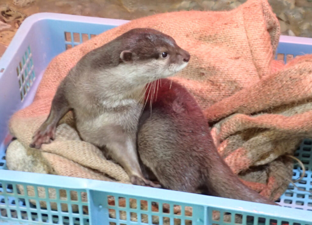 コツメカワウソ