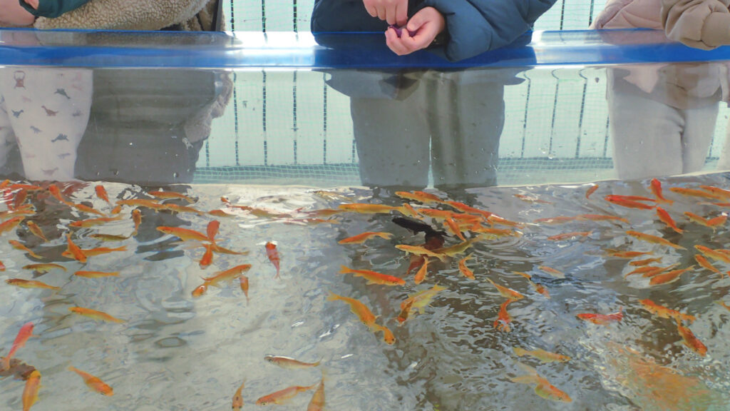 金魚エサやり