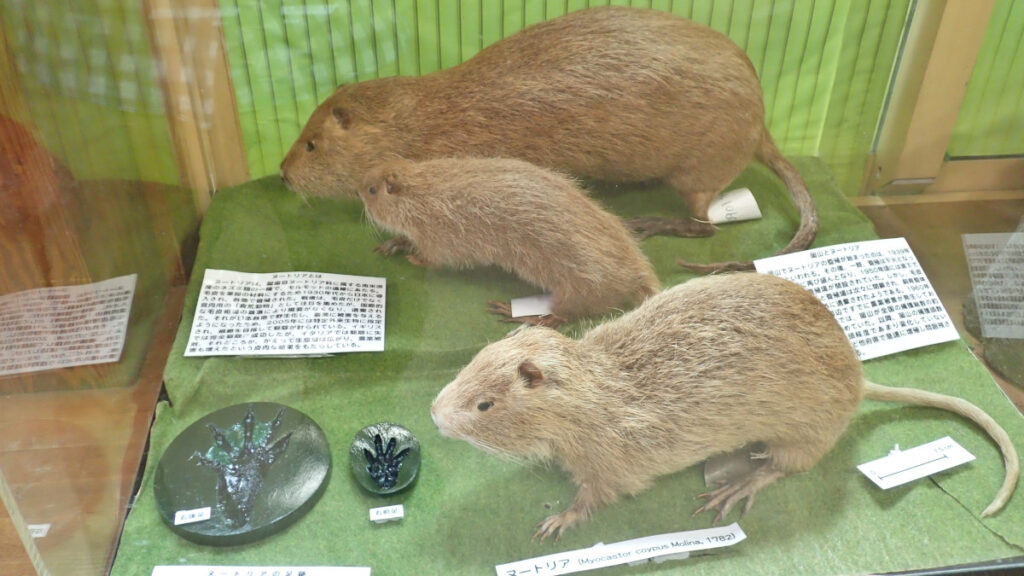 ヌートリアのはく製