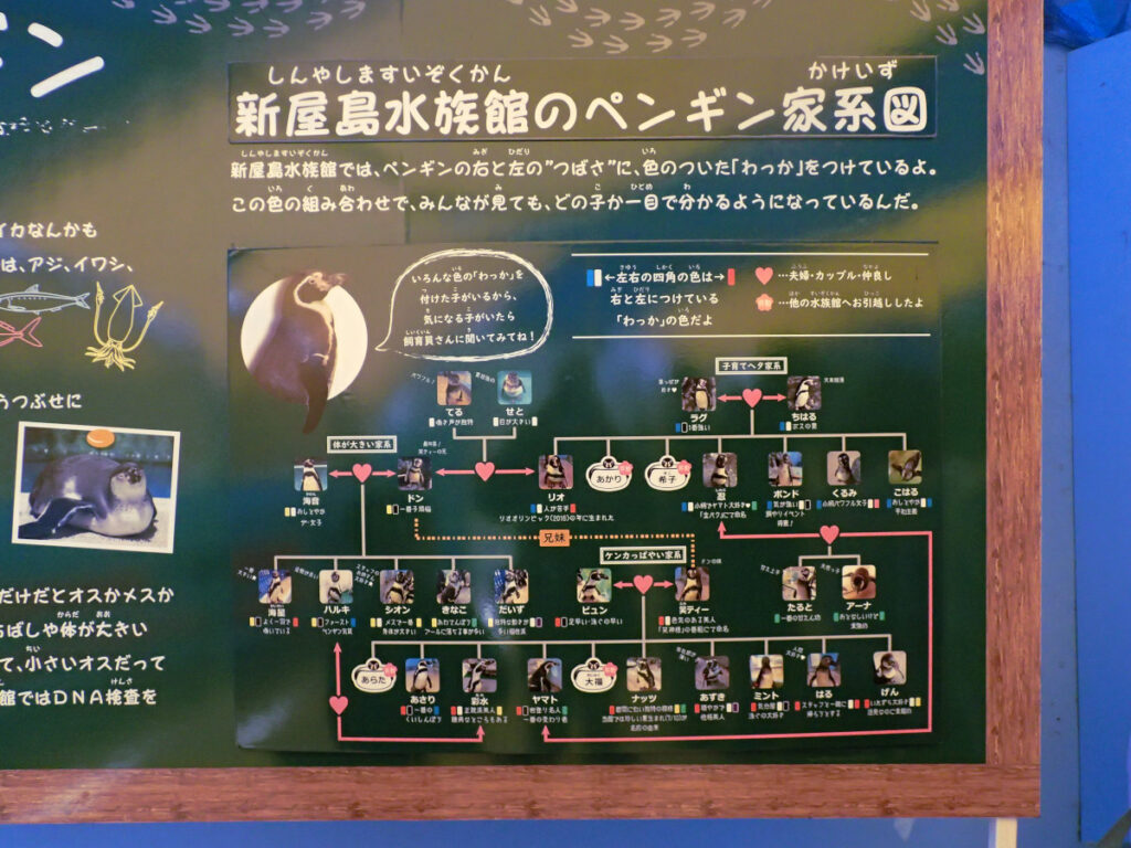 フンボルトペンギンの家系図