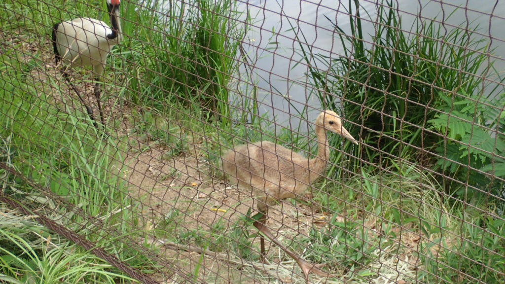 タンチョウの雛