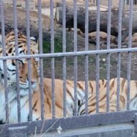 お子さんと一緒に動物とのふれあい方を学ぼう！「宇都宮動物園」