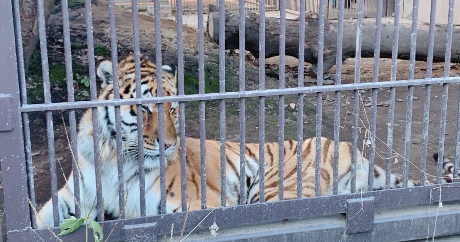 お子さんと一緒に動物とのふれあい方を学ぼう！「宇都宮動物園」