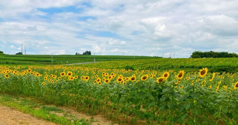 東北最大級のひまわり畑『三本木ひまわりの丘』で夏の絶景を満喫｜宮城県大崎市