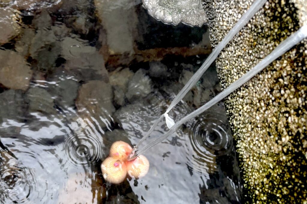 湯村温泉、新湯プリン体験