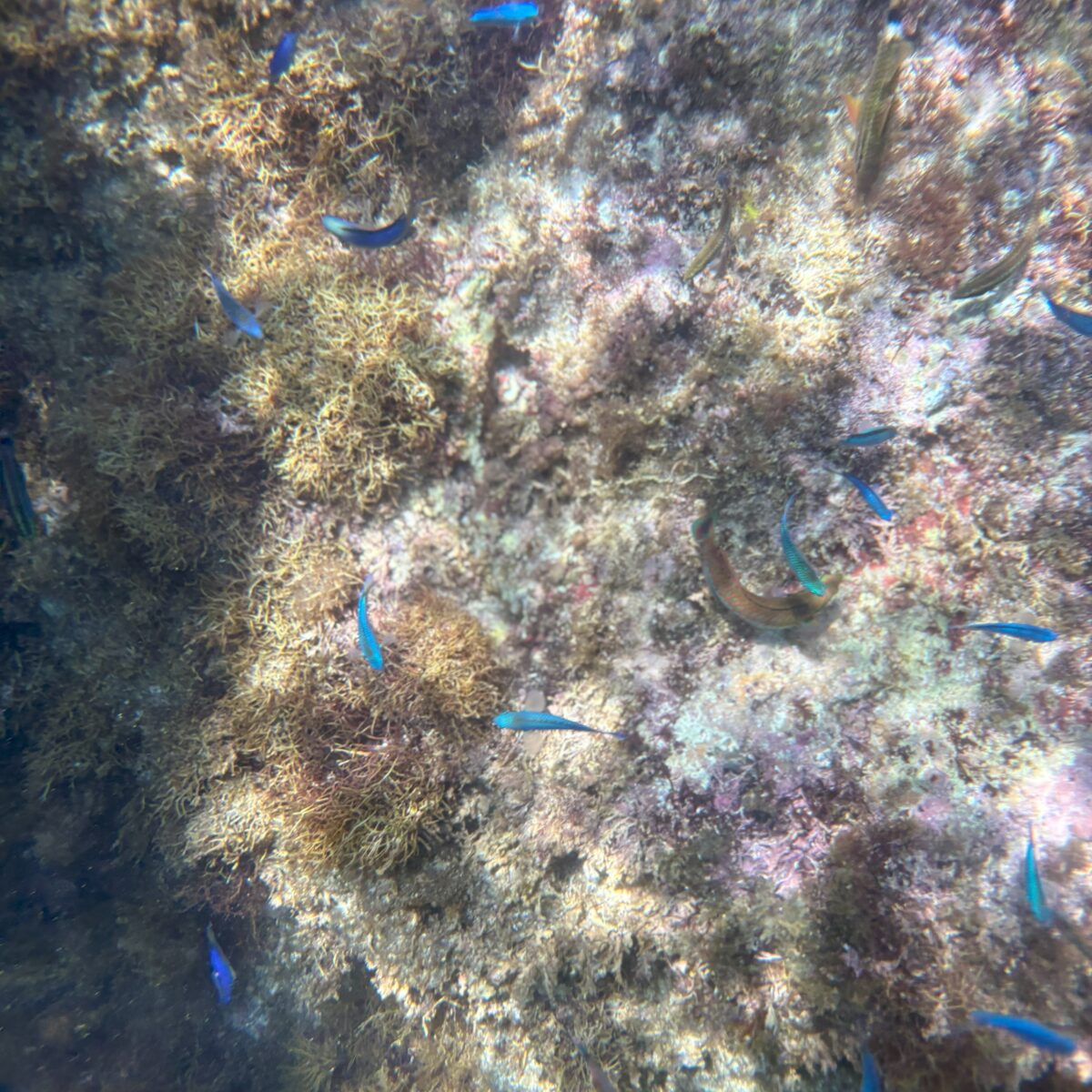 小魚な肉眼でもみえました