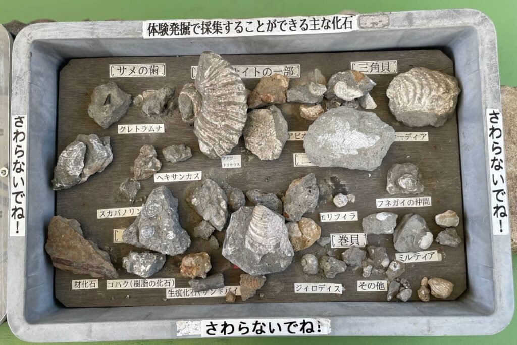 いわき市アンモナイトセンターで発掘できる化石一覧