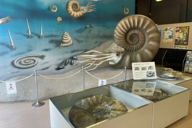 8900万年前のロマンを掘り起こせ！いわき市アンモナイトセンターで体感する太古の世界
