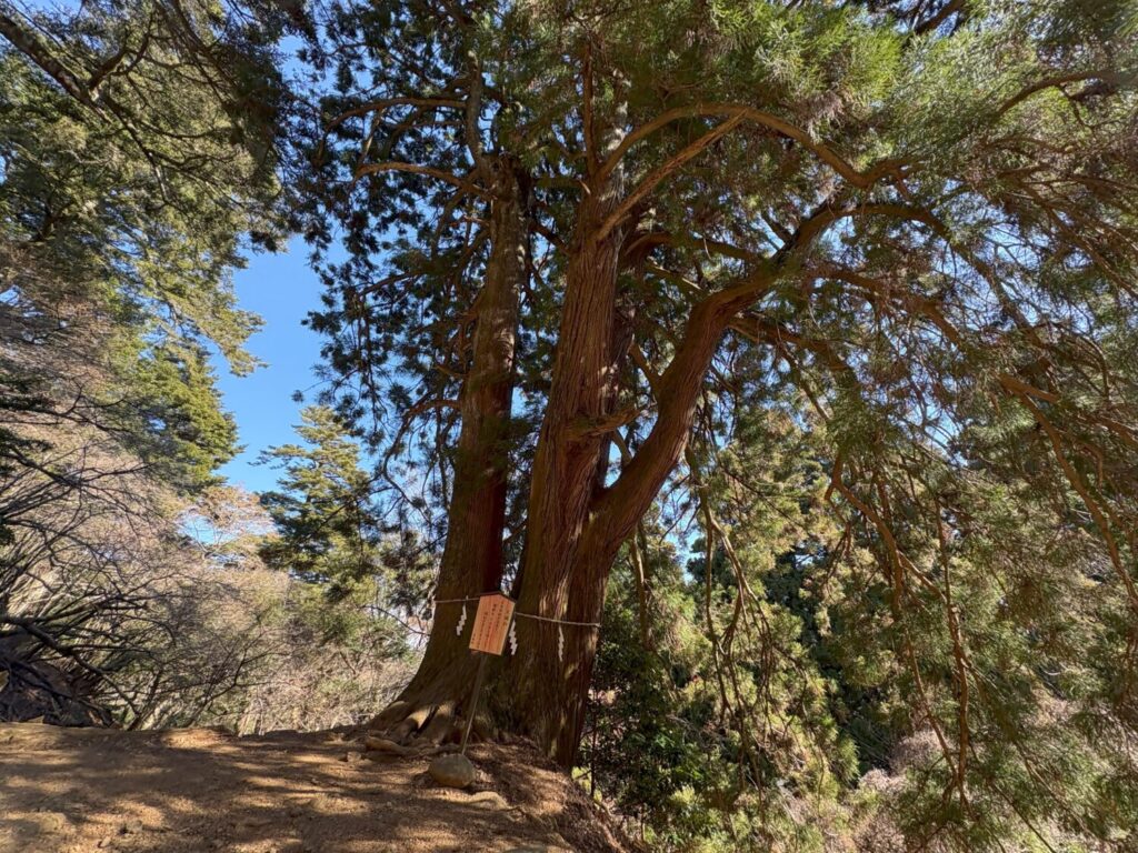大山の夫婦杉の写真